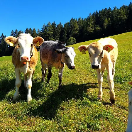 Dom wakacyjny Walters Huette Tulfes